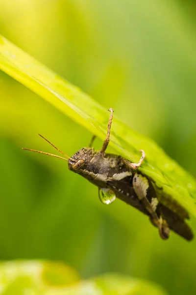Grasshopper on green leaf — Stock Photo, Image
