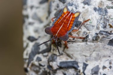 doğa arka plan üzerinde kırmızı kalkan hata