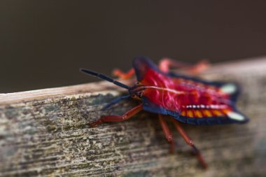 doğa arka plan üzerinde kırmızı kalkan hata