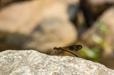 Küçük hanım sinekler su düşmek