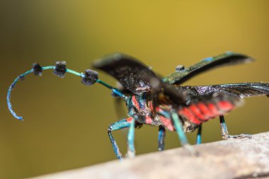 böceği (Diastocera affinis tonkinensis) doğa arka plan üzerinde