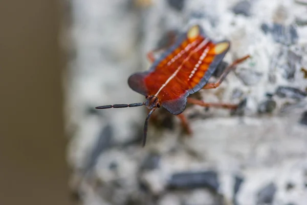 Czerwona Tarcza bug na tle natura — Zdjęcie stockowe