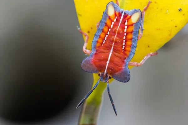 Red shield bug on nature background — Stock Photo, Image