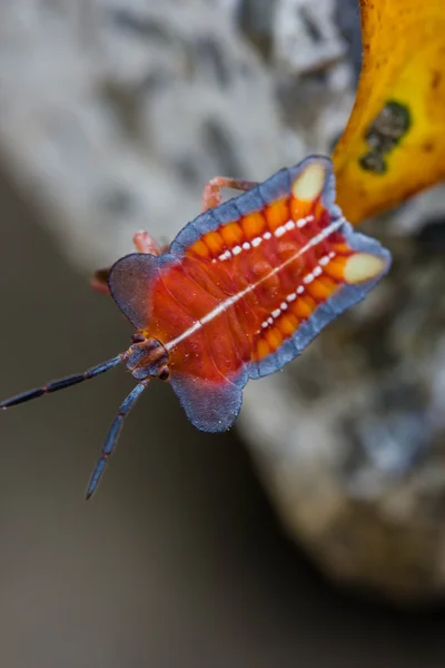 Bug bouclier rouge sur fond nature — Photo
