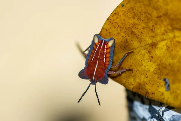 Red shield bug on nature background — Stock Photo, Image