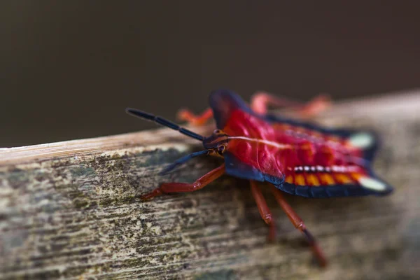 Bug bouclier rouge sur fond nature — Photo