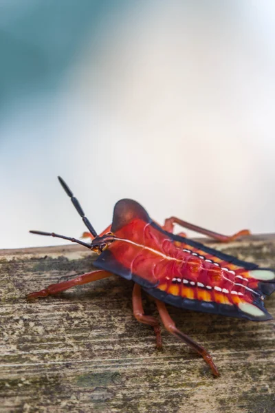 Insecto escudo rojo en el fondo de la naturaleza — Foto de Stock