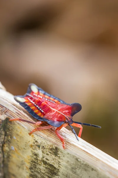 Insecto escudo rojo en el fondo de la naturaleza — Foto de Stock