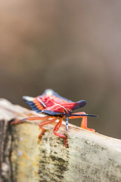 Červený štít chyb na pozadí přírody — Stock fotografie