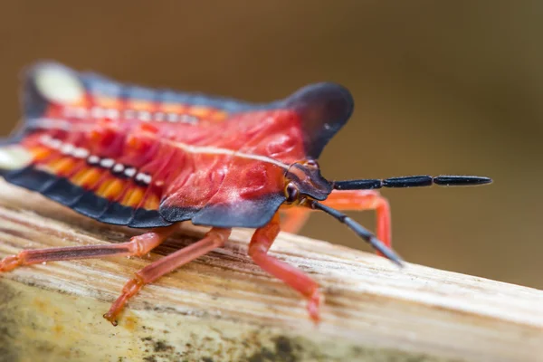 Insecto escudo rojo en el fondo de la naturaleza — Foto de Stock