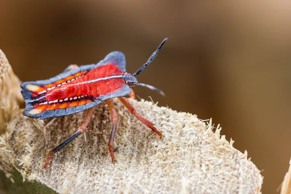 Insecto escudo rojo en el fondo de la naturaleza — Foto de Stock