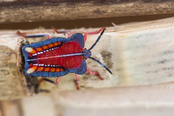 Insecto escudo rojo en el fondo de la naturaleza — Foto de Stock