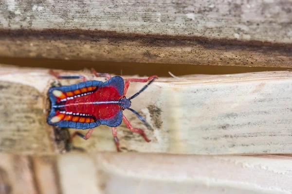 红盾 bug 对自然背景 — 图库照片