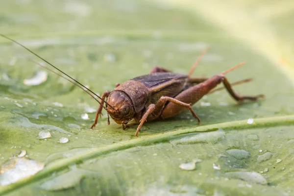 Cricket on green leaf — Stock Photo, Image