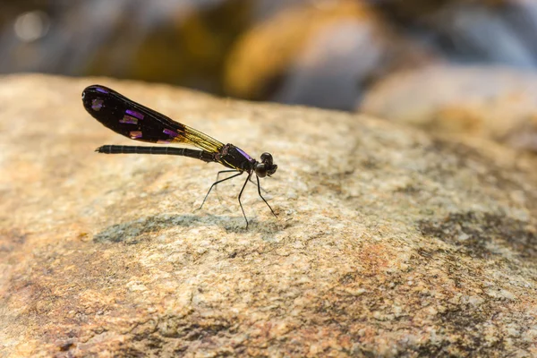 Damsel Flies at water fall — Stock Photo, Image