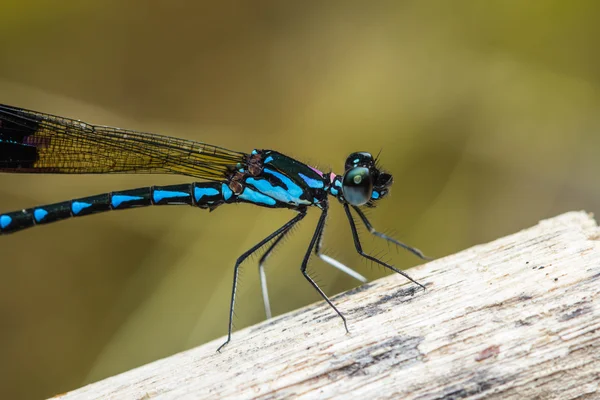 Damisela vuela en caída de agua — Foto de Stock