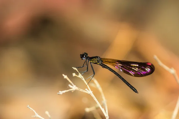 Damsel Flies at water fall — Stock Photo, Image