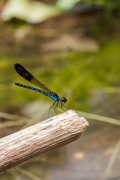 Burgfräulein fliegt am Wasserfall — Stockfoto