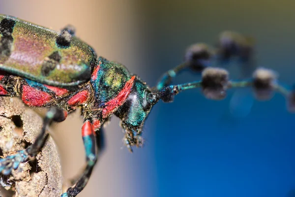 Escarabajo (Diastocera wallichi tonkinensis) sobre fondo natural — Foto de Stock