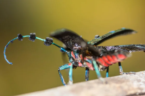 Böceği (Diastocera affinis tonkinensis) doğa arka plan üzerinde — Stok fotoğraf