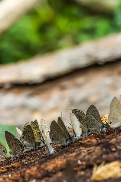 Niedlichen Schmetterling auf Natur Hintergrund — Stockfoto