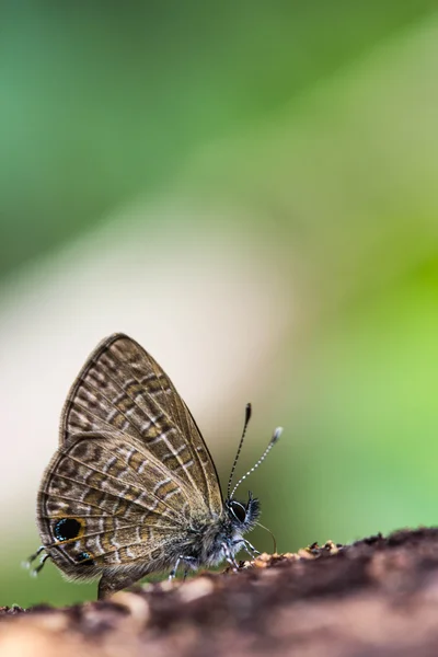 かわいい蝶の自然の背景に — ストック写真