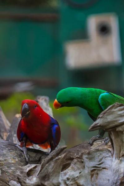 Милые разноцветные попугаи — стоковое фото
