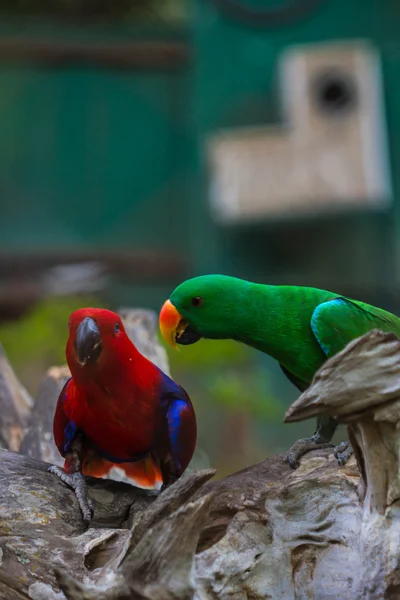 Pássaro de papagaio colorido bonito — Fotografia de Stock