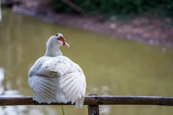 Белая утка сидит на бамбуковом заборе — стоковое фото