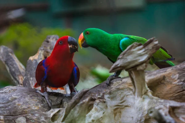Милые разноцветные попугаи — стоковое фото