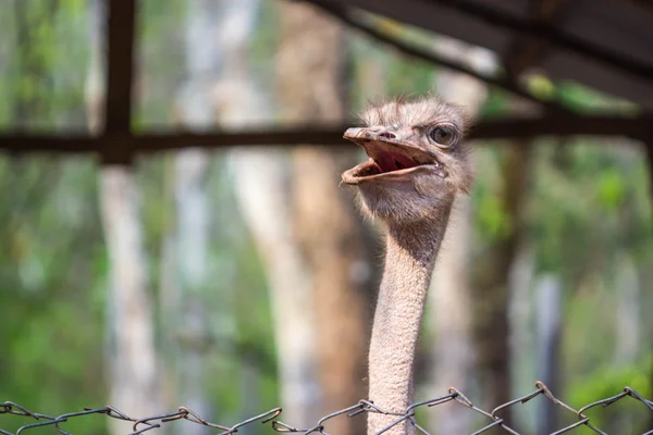 Милый страус Голова в зоопарке — стоковое фото