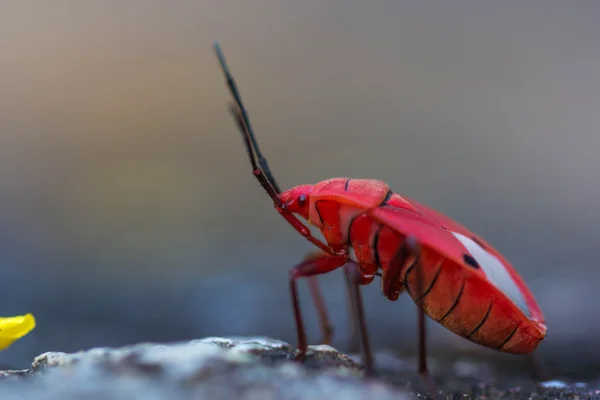 Bug escudo vermelho no fundo da natureza — Fotografia de Stock