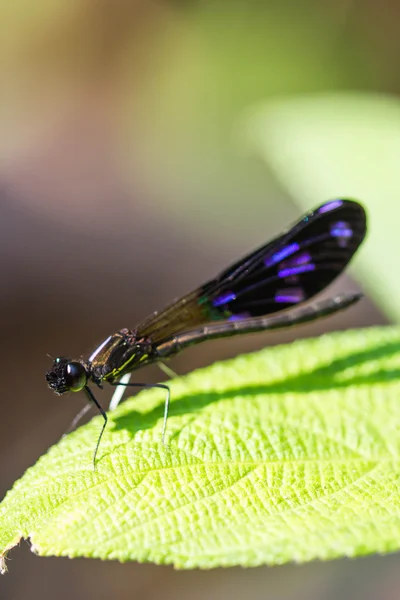 Burgfräulein fliegt am Wasserfall — Stockfoto