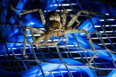 Elektrikli sivrisinek yarasa kahverengi huntsman örümcek 