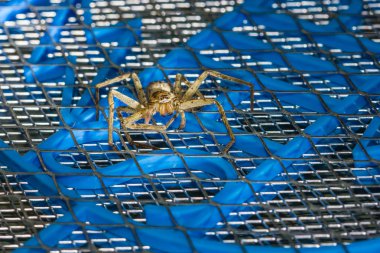 Elektrikli sivrisinek yarasa kahverengi huntsman örümcek 