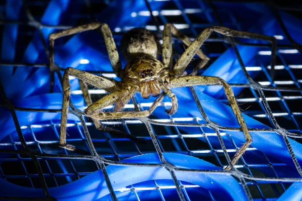 Elektrikli sivrisinek yarasa kahverengi huntsman örümcek 