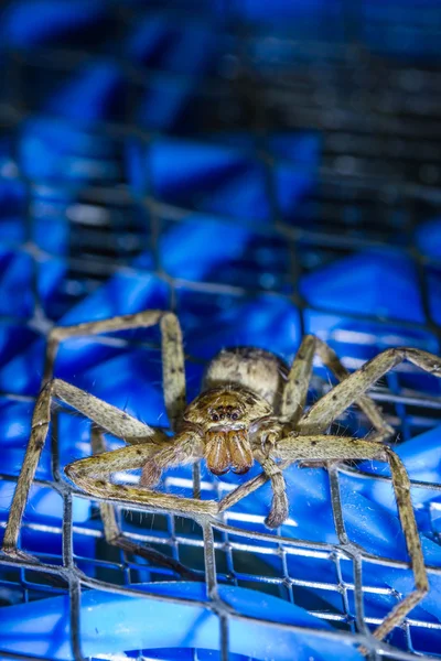 Cazador de araña marrón en murciélago mosquito eléctrico —  Fotos de Stock