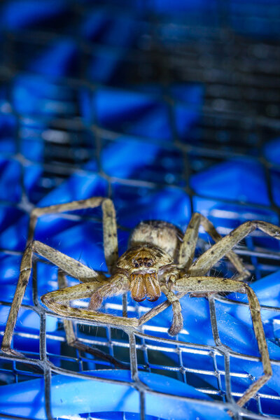 Brown huntsman spider on electric mosquito bat 