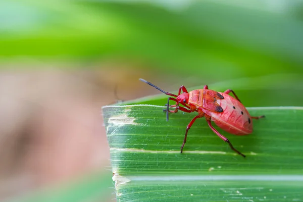 Bug escudo vermelho no fundo da natureza — Fotografia de Stock
