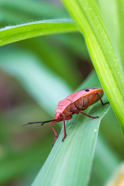 Bug escudo vermelho no fundo da natureza — Fotografia de Stock