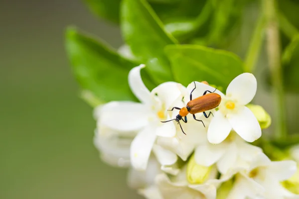 Cardenal Escarabajo - Pyrochroa serraticornis en flor blanca — Foto de Stock