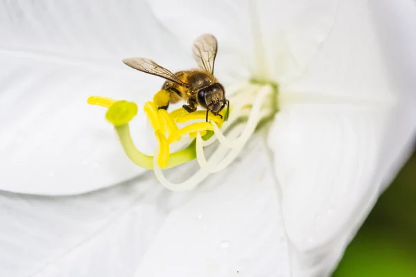 Malá včela na bílém květu — Stock fotografie