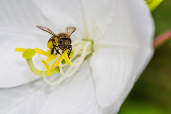 Μικρή μέλισσα σε λευκό λουλούδι — Φωτογραφία Αρχείου