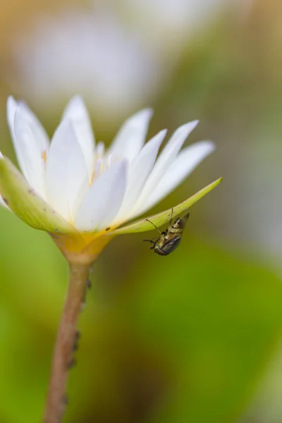 蓮の花 (ショウジョウバエの小さなハエ) — ストック写真