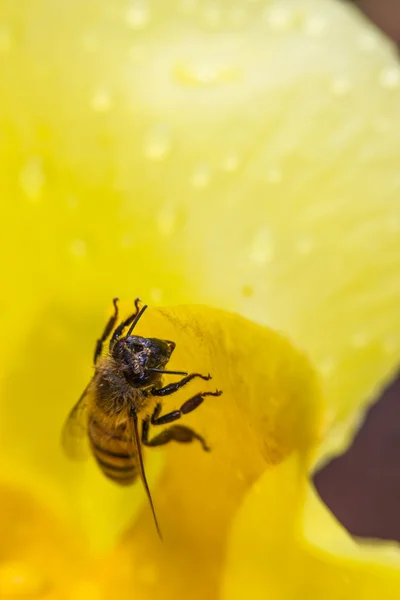 Μικρή μέλισσα σε κίτρινο λουλούδι — Φωτογραφία Αρχείου