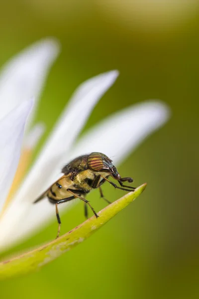 Крошечные мухи на цветке лотоса (Drosophila melanogaster ) — стоковое фото
