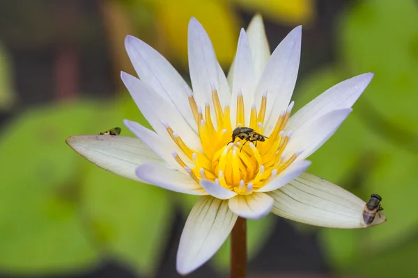 Mouches minuscules sur fleur de lotus (Drosophila melanogaster ) — Photo