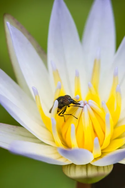 蓮の花 (ショウジョウバエの小さなハエ) — ストック写真