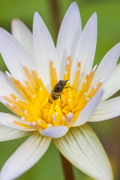 Mouches minuscules sur fleur de lotus (Drosophila melanogaster ) — Photo