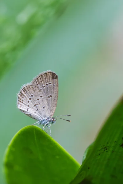 Cute butterfly on nature background — Stock Photo, Image